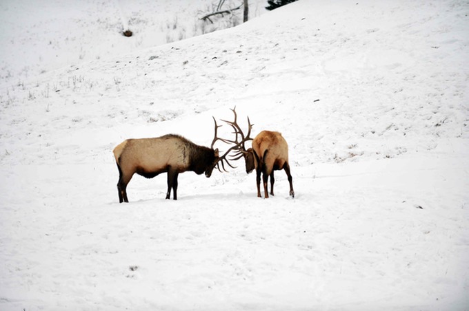 2 Bull Elk