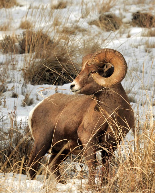 Big Horn Sheep