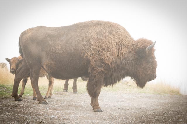 Bison, Mom and Baby hinding (1 of 1)