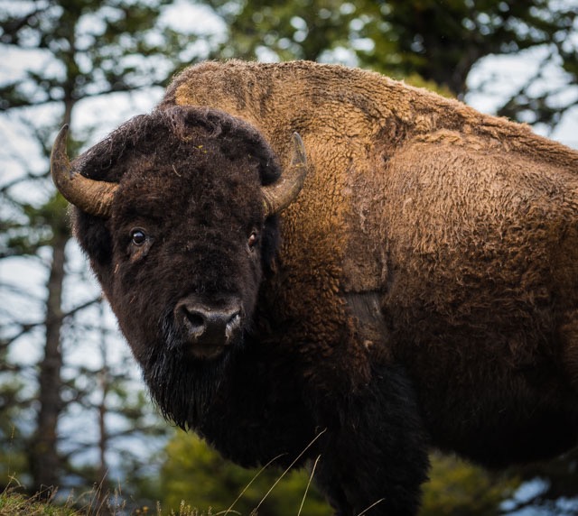 Bison posing (1 of 1)