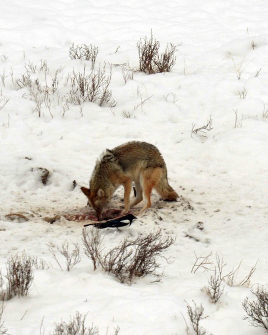 Bison left overs