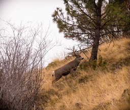 Buck, Bison Range (1 of 1)