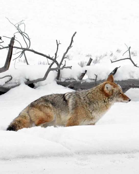 coyote upclose