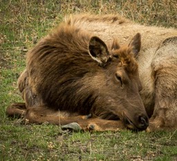 Elk nap time (1 of 1)
