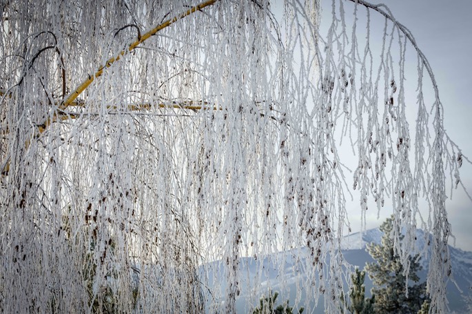 frosted tree-2689