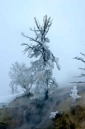 frozen-tree_85_hr