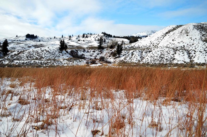 Grass and Mountain