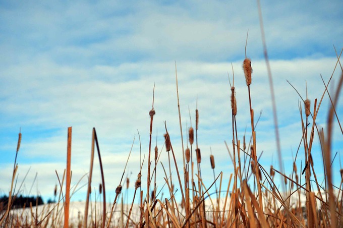 grass and sky