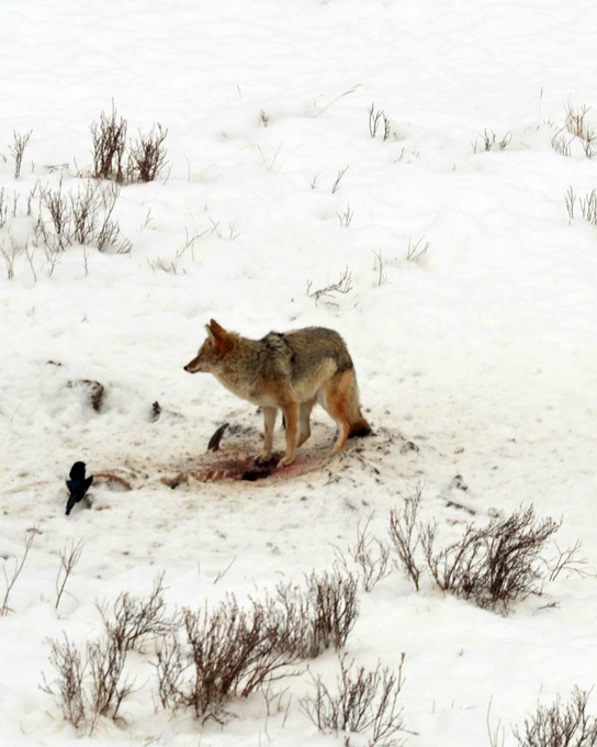 guarding a meal