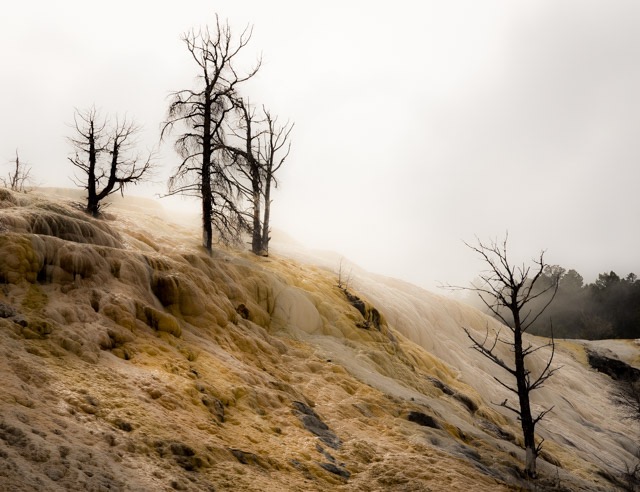 Hotsprings Tree YNP  (1 of 1)