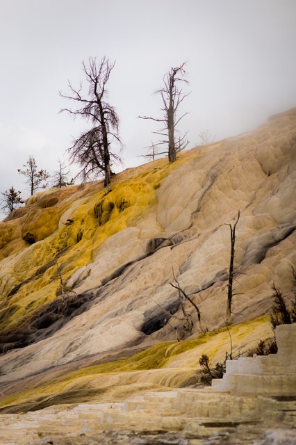 Hotsprings Tree YNP 3 (1 of 1)