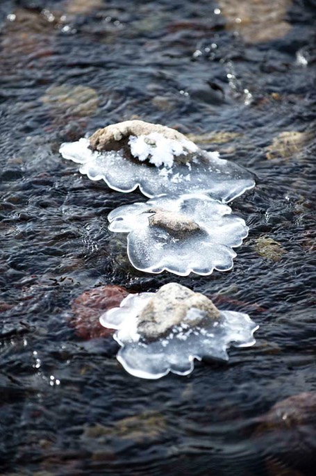 Ice Lillies