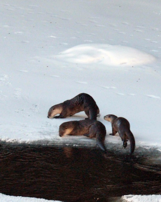 OtterOtterOtter