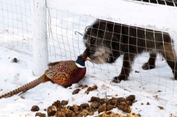 Pheasant and Tonka