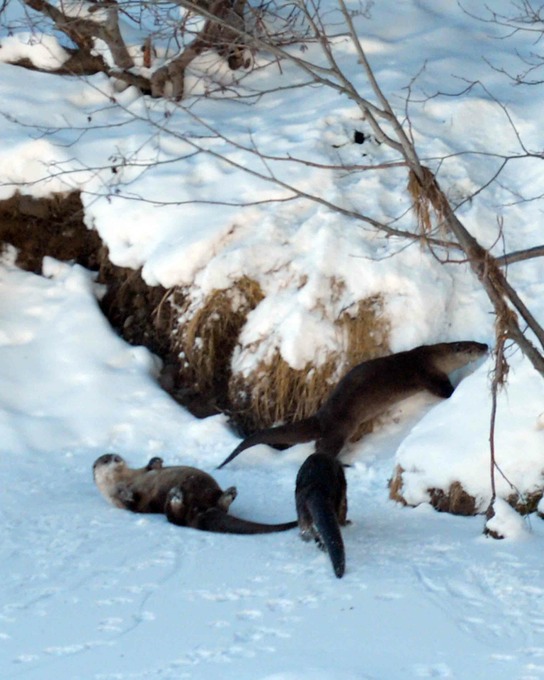 Playing Otters