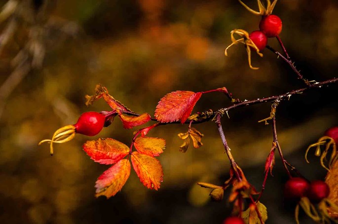 red leaf (1 of 1)