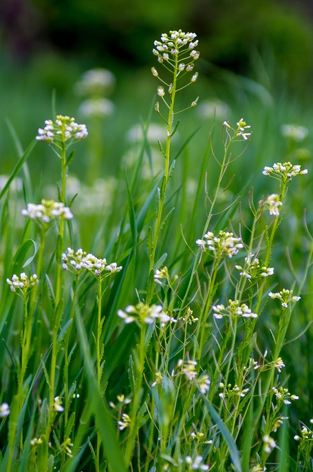 Travis_Rattlesnake_Flowers