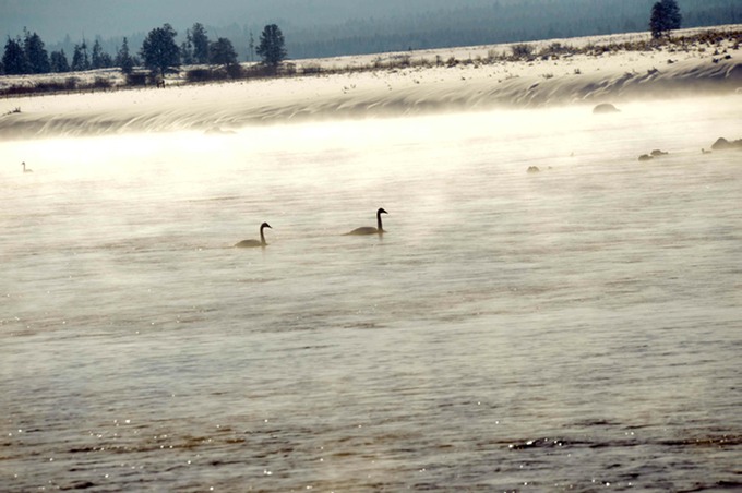 Trumpet Swans 2