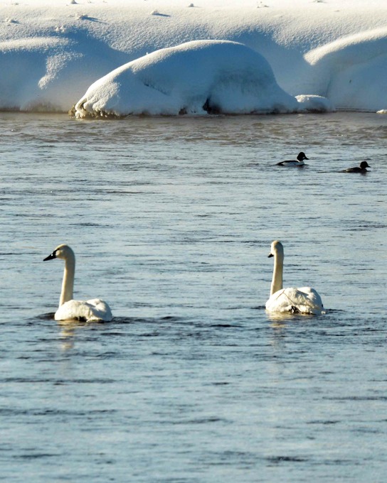 Trumpet Swans 3