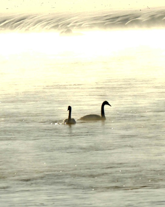 Trumpet Swans 4