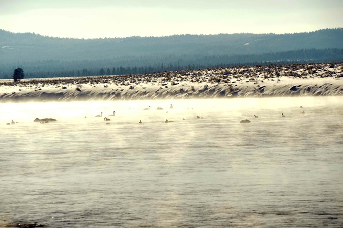 Trumpet Swans