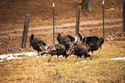 turkeys_128_hr